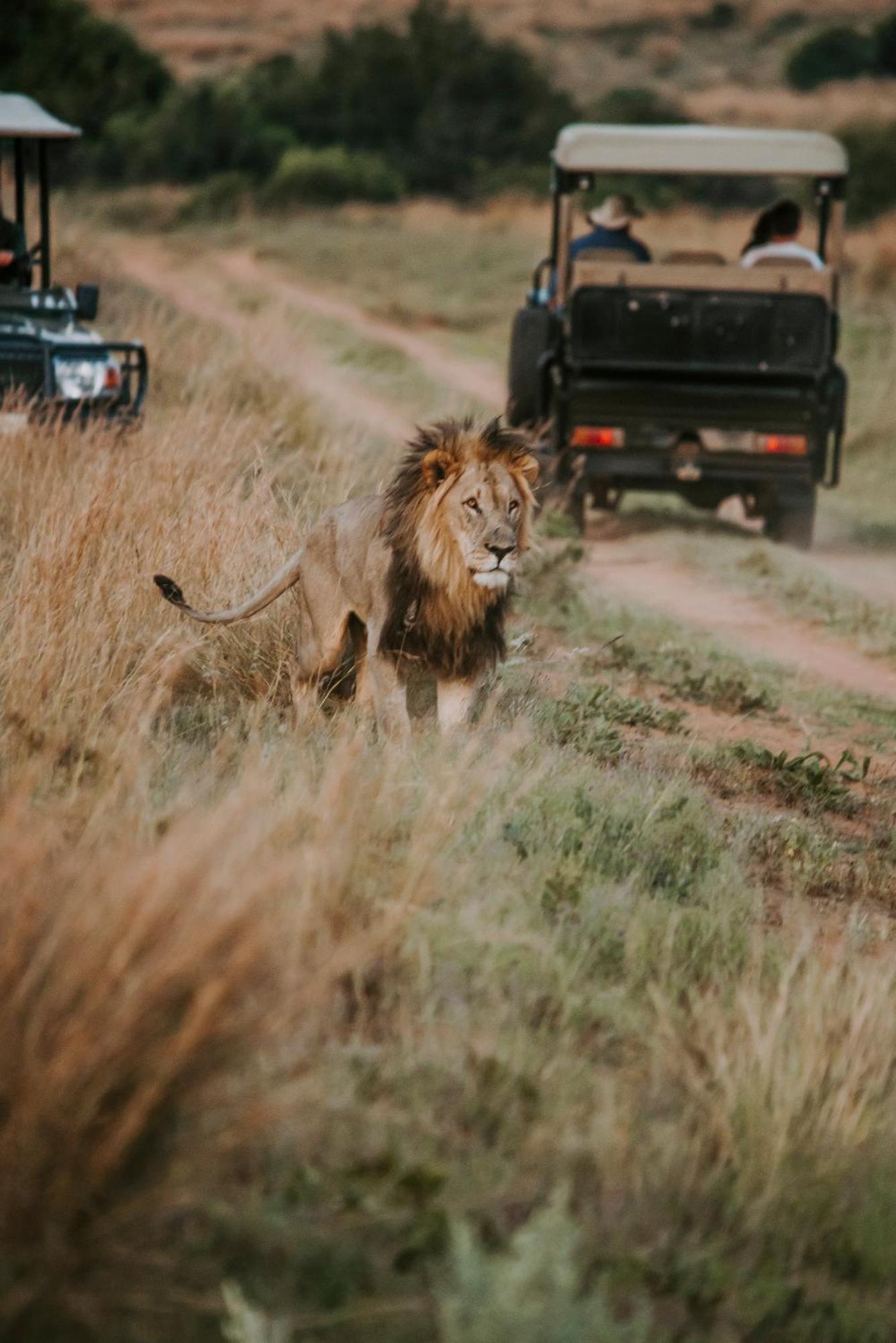 Matingwe Lodge Hartbeestfontein ภายนอก รูปภาพ